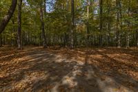 Autumn Landscape in Canada: Tree Grove Filled with Vibrant Colors