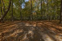 Autumn Landscape in Canada: Tree Grove Filled with Vibrant Colors