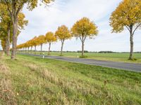 a country road with the trees turning yellow, grass and green fields in the background