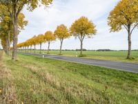 a country road with the trees turning yellow, grass and green fields in the background