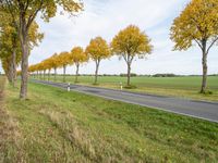 a country road with the trees turning yellow, grass and green fields in the background