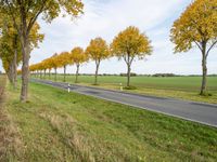 a country road with the trees turning yellow, grass and green fields in the background