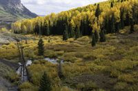 many yellow trees are in a mountain forest with a river running through them that leads into a valley