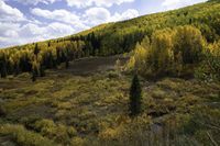 many yellow trees are in a mountain forest with a river running through them that leads into a valley