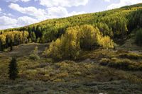 many yellow trees are in a mountain forest with a river running through them that leads into a valley