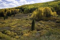 many yellow trees are in a mountain forest with a river running through them that leads into a valley