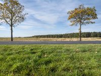 two trees with the road in front of them that has fallen over while a person sits on a grass field