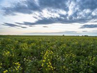 a field with lots of yellow flowers under a cloudy sky over it on the prairie