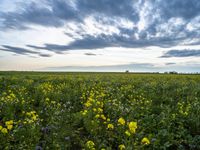 a field with lots of yellow flowers under a cloudy sky over it on the prairie