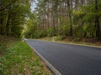 Autumn Landscape in Germany: Forest Road