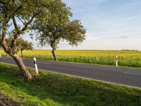 a road with some trees by a grassy area in the distance in a countryside setting