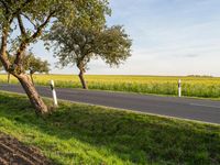 a road with some trees by a grassy area in the distance in a countryside setting