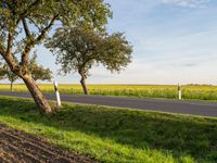 a road with some trees by a grassy area in the distance in a countryside setting