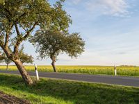 a road with some trees by a grassy area in the distance in a countryside setting