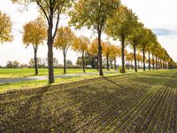 a line of trees is planted between the two rows of plowed fields of grass