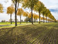 a line of trees is planted between the two rows of plowed fields of grass