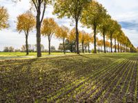 a line of trees is planted between the two rows of plowed fields of grass