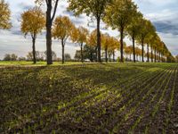 a line of trees is planted between the two rows of plowed fields of grass