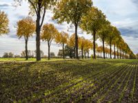 a line of trees is planted between the two rows of plowed fields of grass