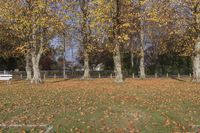 a field filled with lots of leaf covered grass and trees and a bench in the middle