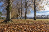 Autumn Landscape with Low Sunlight in a Park