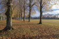 Autumn Landscape with Low Sunlight in a Park