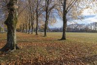 Autumn Landscape with Low Sunlight in a Park