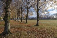 Autumn Landscape with Low Sunlight in a Park