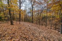 a leaf covered hillside and woods with a few trees in autumn season - stock photo