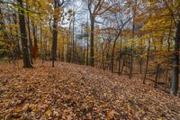 a leaf covered hillside and woods with a few trees in autumn season - stock photo