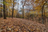 a leaf covered hillside and woods with a few trees in autumn season - stock photo