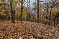 a leaf covered hillside and woods with a few trees in autumn season - stock photo