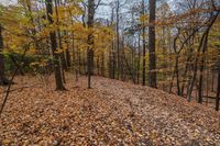 a leaf covered hillside and woods with a few trees in autumn season - stock photo