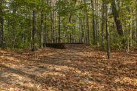 Autumn Landscape in Ontario Forest, Toronto