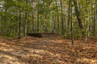 Autumn Landscape in Ontario Forest, Toronto