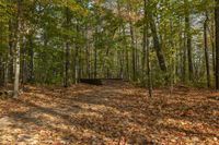 Autumn Landscape in Ontario Forest, Toronto