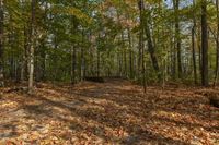 Autumn Landscape in Ontario Forest, Toronto