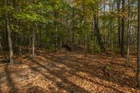 Autumn Landscape in Ontario Forest, Toronto