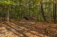 Autumn Landscape in Ontario Forest, Toronto