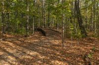 Autumn Landscape in Ontario Forest, Toronto