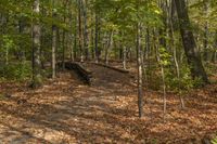 Autumn Landscape in Ontario Forest, Toronto
