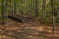 Autumn Landscape in Ontario Forest, Toronto