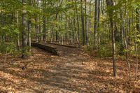 Autumn Landscape in Ontario Forest, Toronto