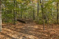 Autumn Landscape in Ontario Forest, Toronto