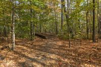 Autumn Landscape in Ontario Forest, Toronto