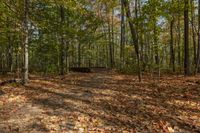 Autumn Landscape in Ontario Forest, Toronto