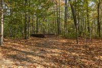 Autumn Landscape in Ontario Forest, Toronto