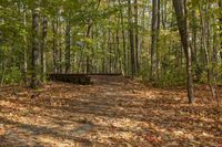 Autumn Landscape in Ontario Forest, Toronto