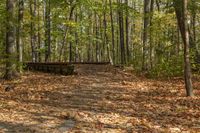 Autumn Landscape in Ontario Forest, Toronto