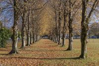 Autumn Landscape with Straight Road through Park